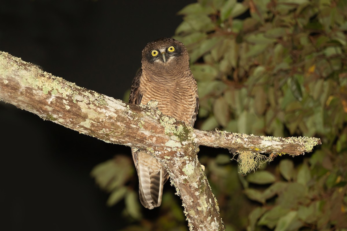 Rufous Owl - David Irving
