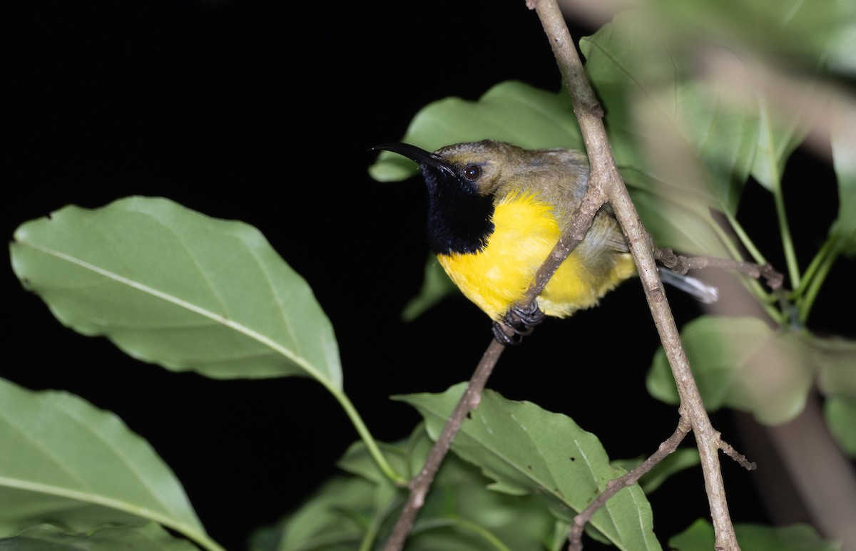 Garden Sunbird - Forest Botial-Jarvis