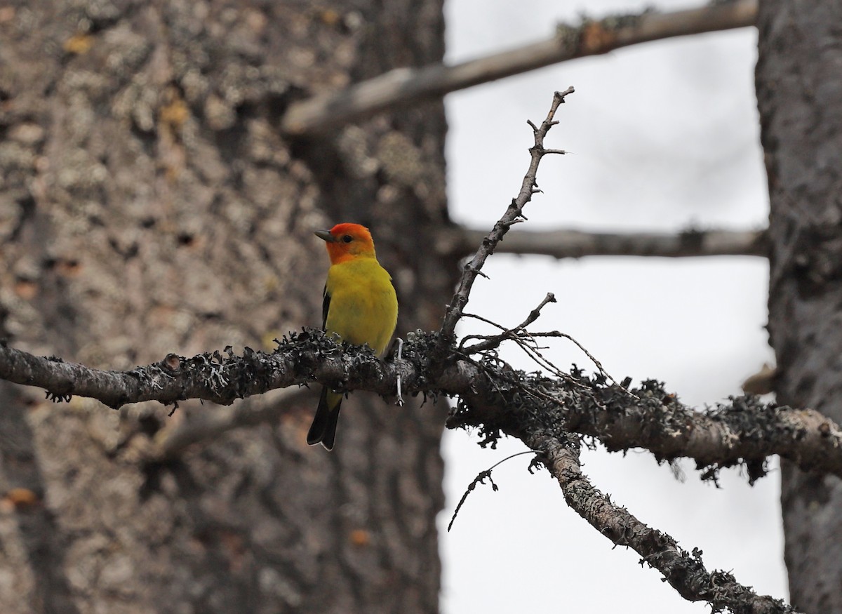Western Tanager - ML459057291