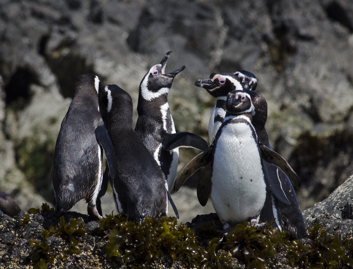 Magellanic Penguin - Joshua Vandermeulen