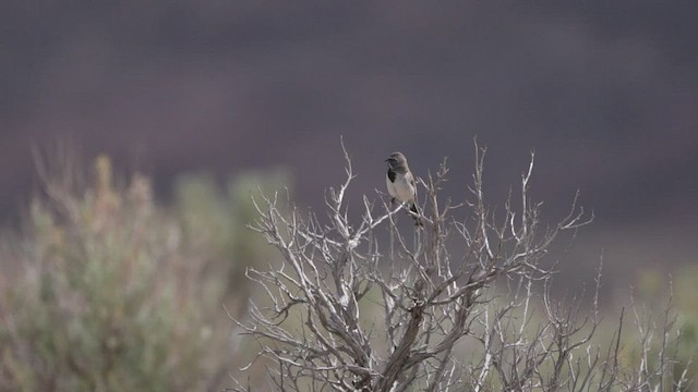 Black-throated Sparrow - ML459062421
