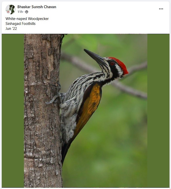 White-naped Woodpecker - ML459074471