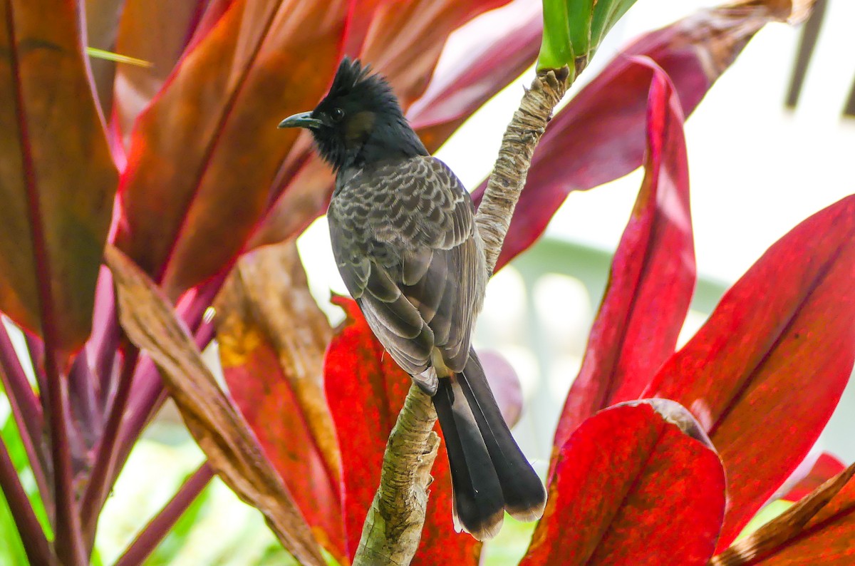 Red-vented Bulbul - ML45908131