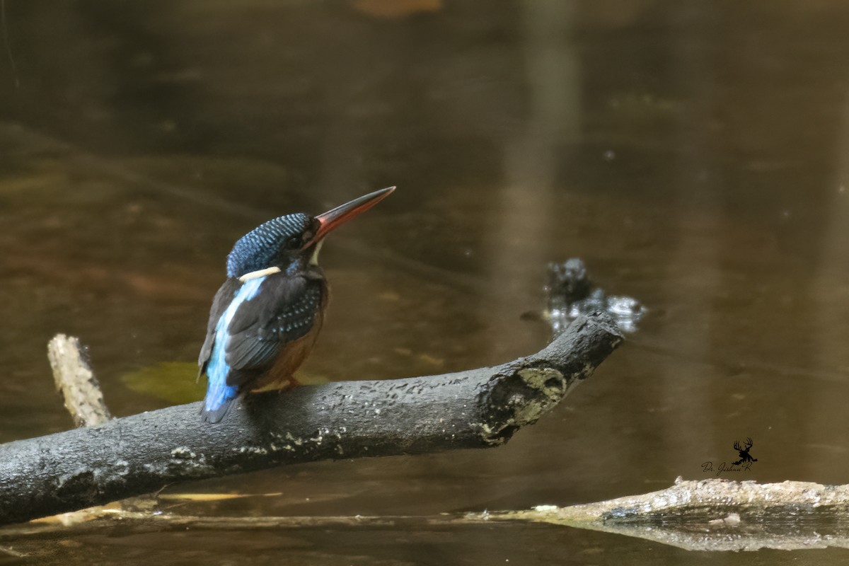 Blue-eared Kingfisher - Dr Jishnu R