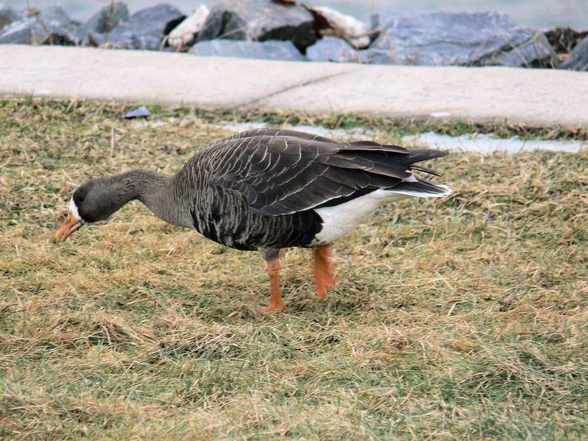 Greater White-fronted Goose - ML45908261