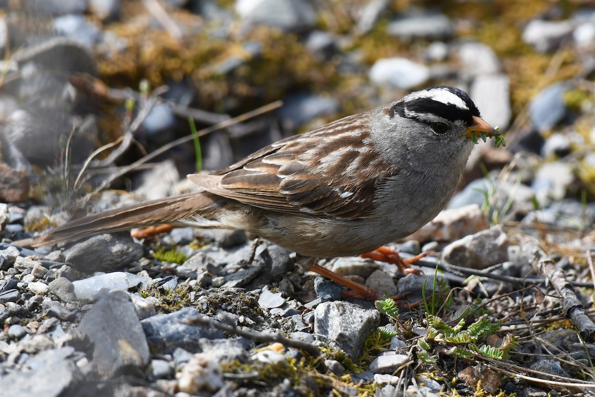 White-crowned Sparrow - ML459085391