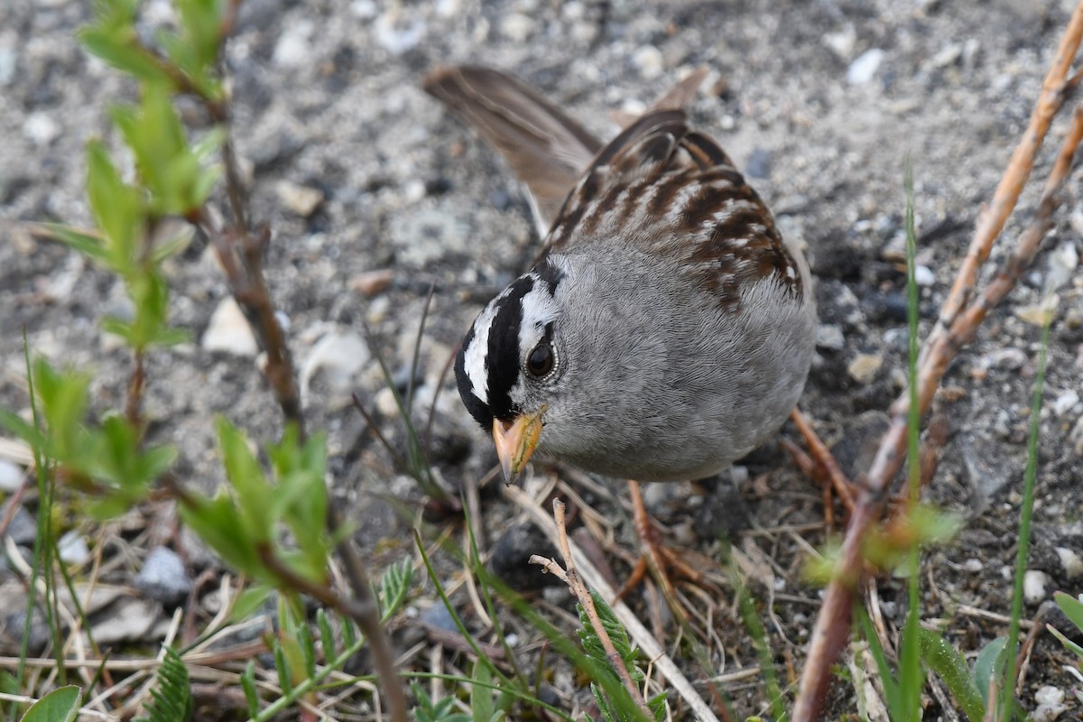 White-crowned Sparrow - ML459085411