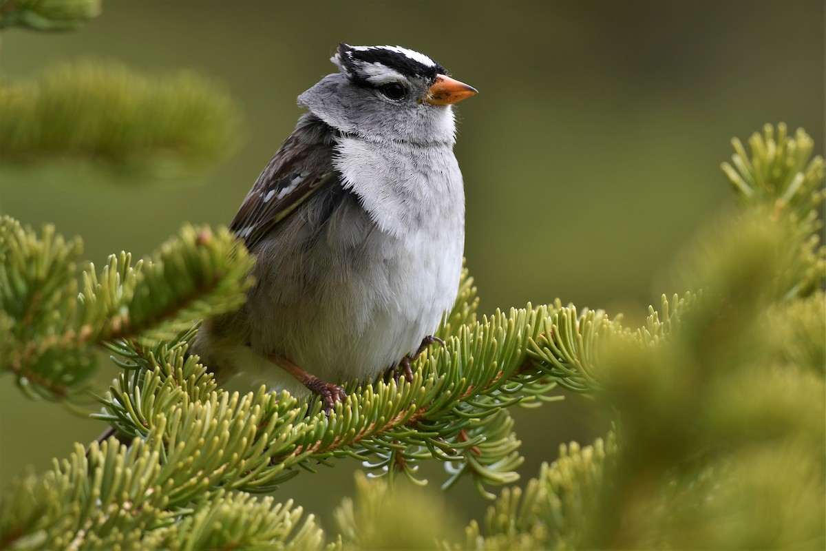 White-crowned Sparrow - ML459085431