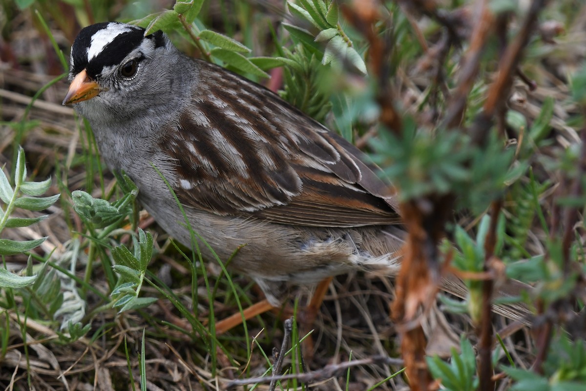 White-crowned Sparrow - ML459085451