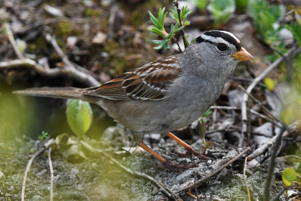 White-crowned Sparrow - Timothy Piranian