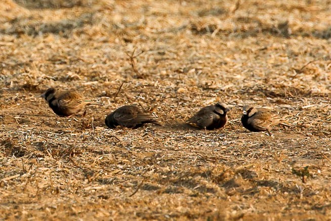 Ashy-crowned Sparrow-Lark - Michael Weaver