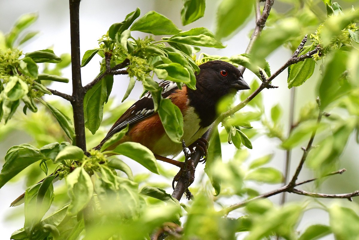 Spotted Towhee - ML459087061