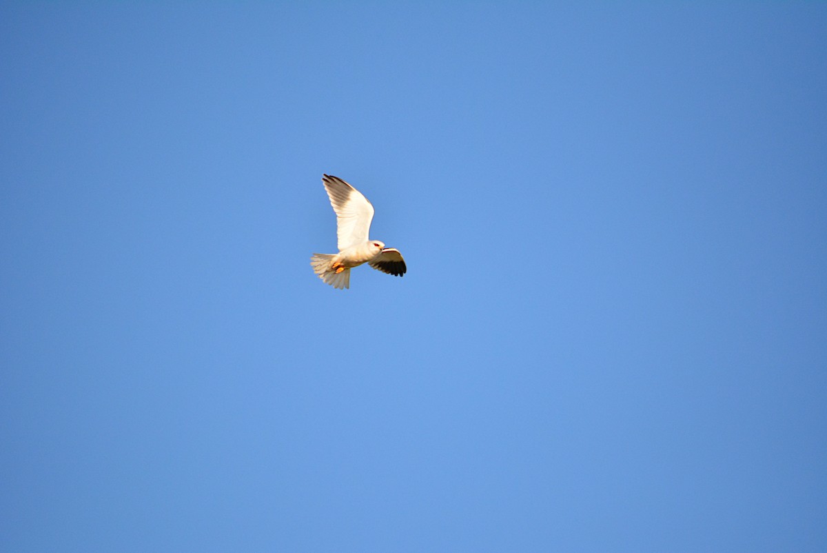 Black-winged Kite - ML459093591