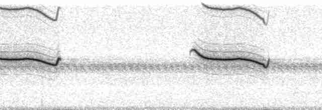 Breitspiegel-Nachtschwalbe (ruficervix) - ML4591