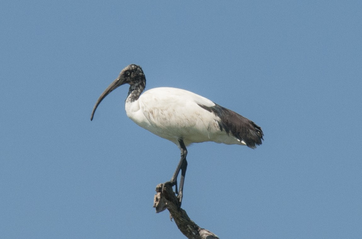 Malagasy Sacred Ibis - Laurence Green