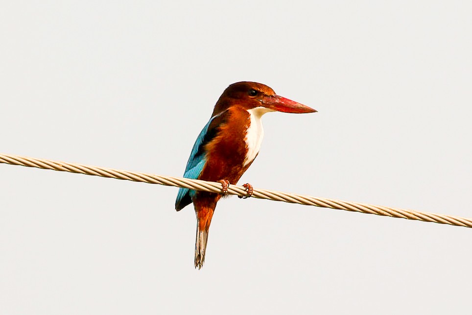White-throated Kingfisher - Michael Weaver