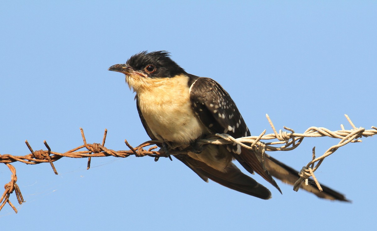 Great Spotted Cuckoo - ML459110751