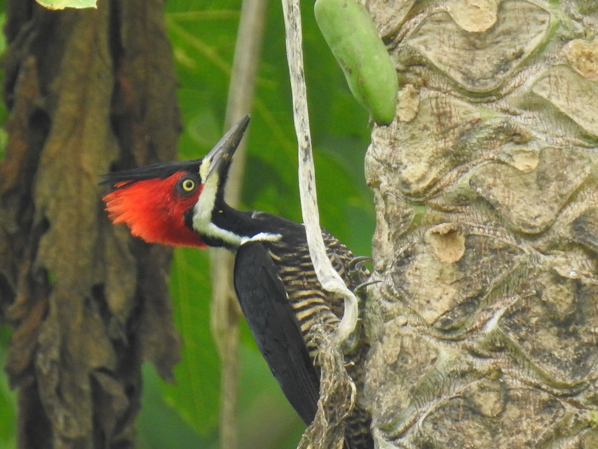 Crimson-crested Woodpecker - ML459113491