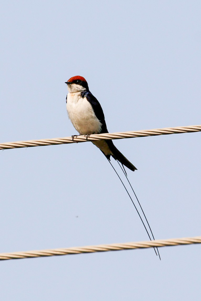 Wire-tailed Swallow - ML45911551