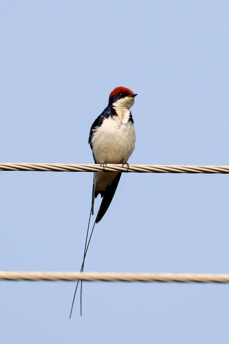 Wire-tailed Swallow - ML45911561