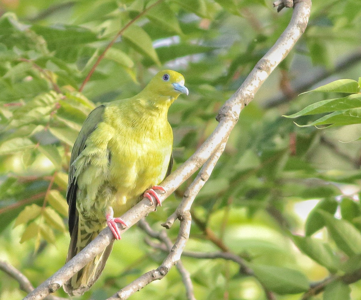 Wedge-tailed Green-Pigeon - ML459117411