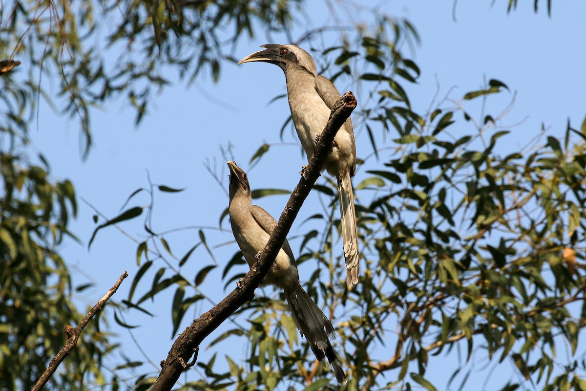 Indian Gray Hornbill - Michael Weaver