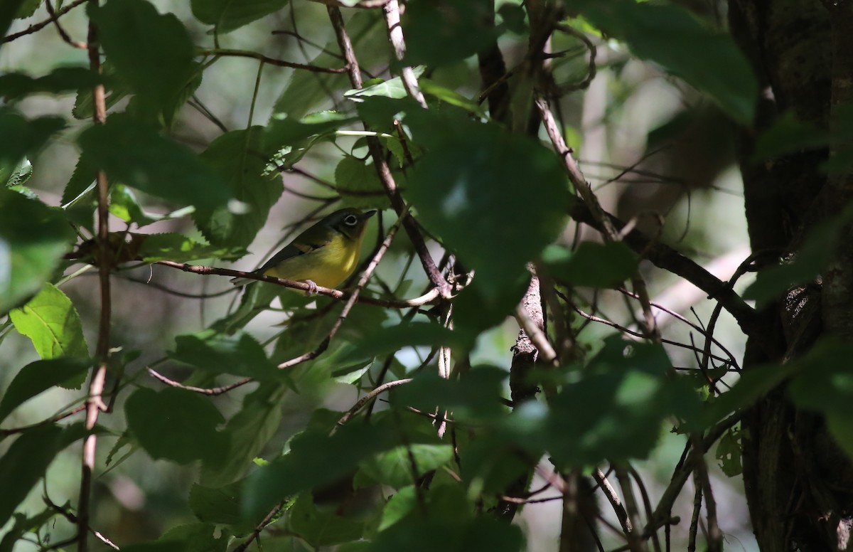 Black-eared Shrike-Babbler - Peter Hosner
