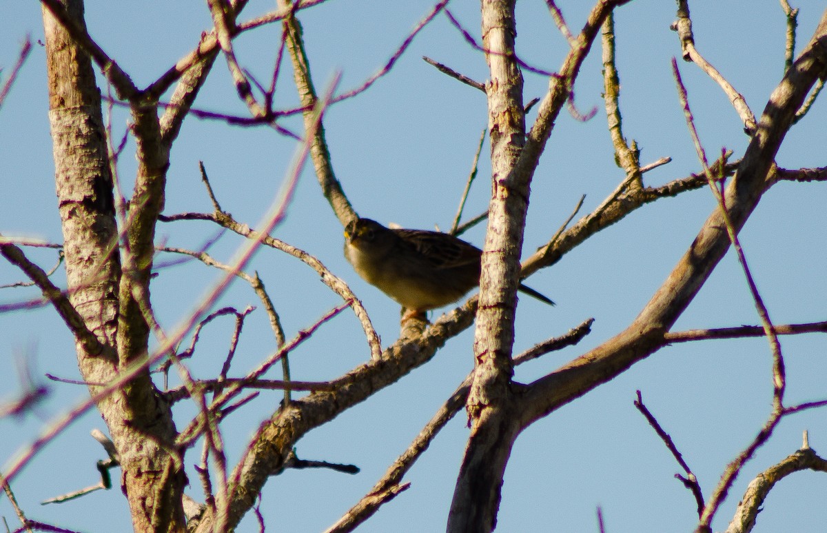 Grassland Sparrow - Abril Galvan