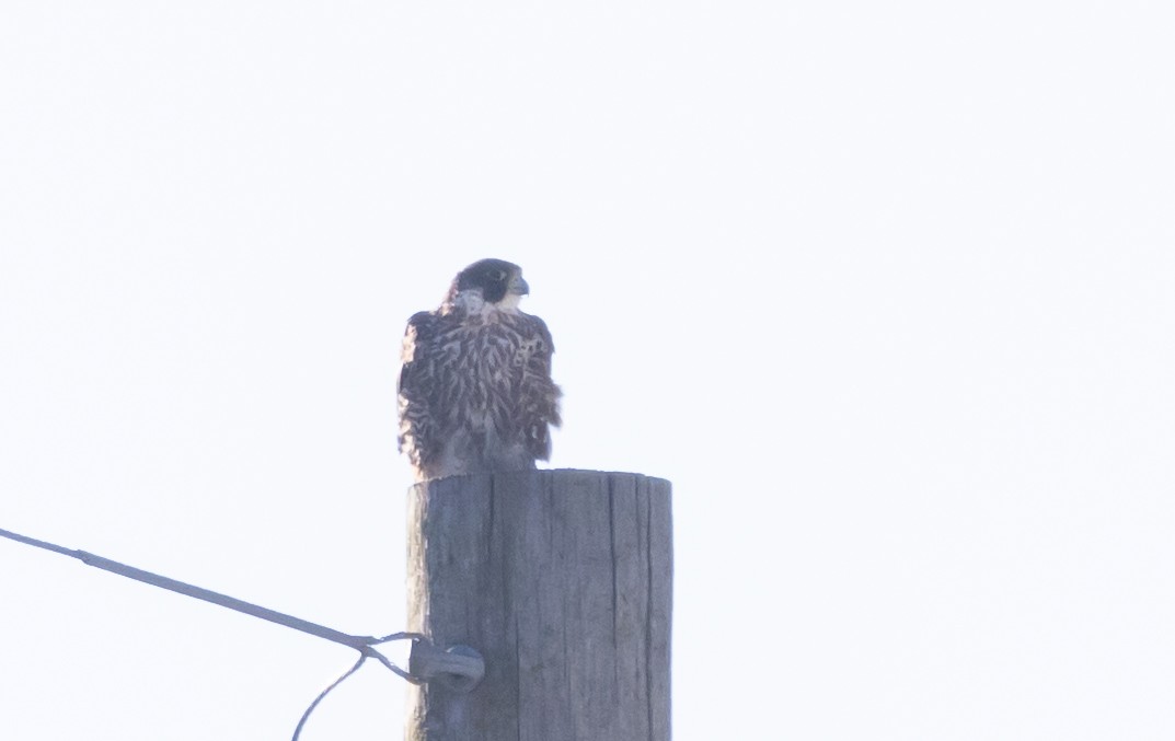 Peregrine Falcon (North American) - ML459123001