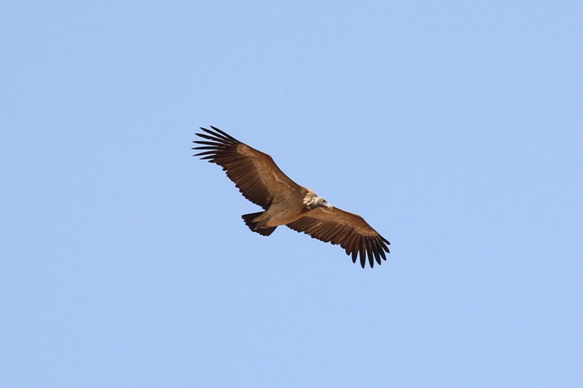Indian Vulture - ML45912321