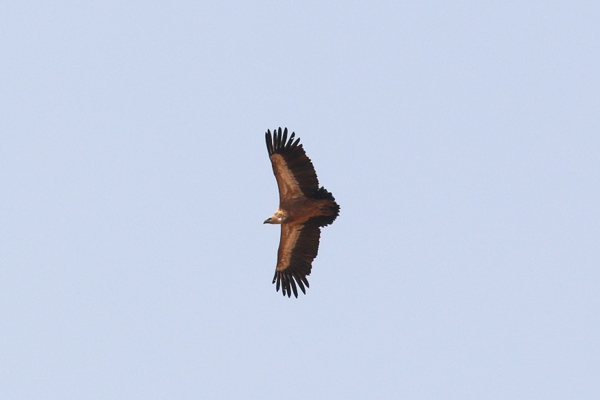 Indian Vulture - ML45912331