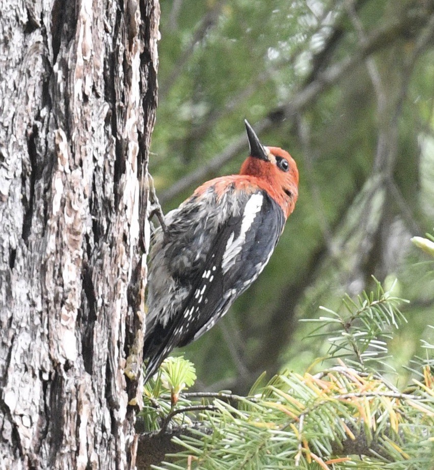 Red-breasted Sapsucker - ML459128781