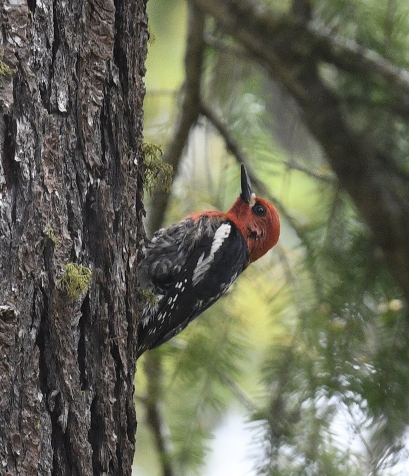 Red-breasted Sapsucker - ML459128791