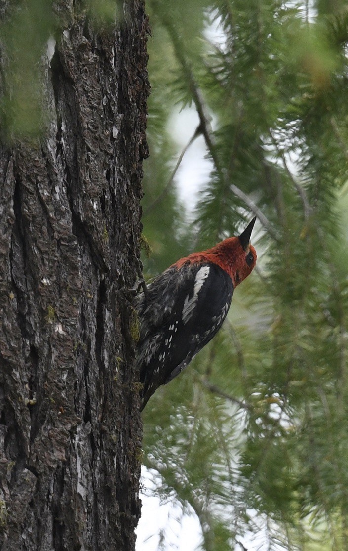 Red-breasted Sapsucker - ML459128801