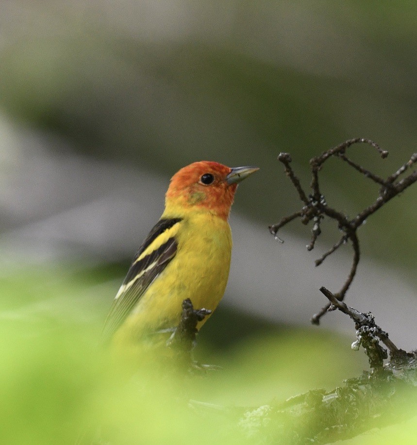 Western Tanager - ML459130941