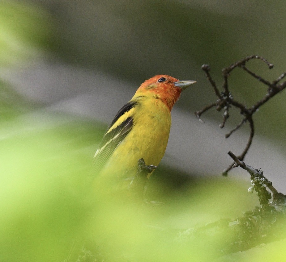 Western Tanager - ML459130951