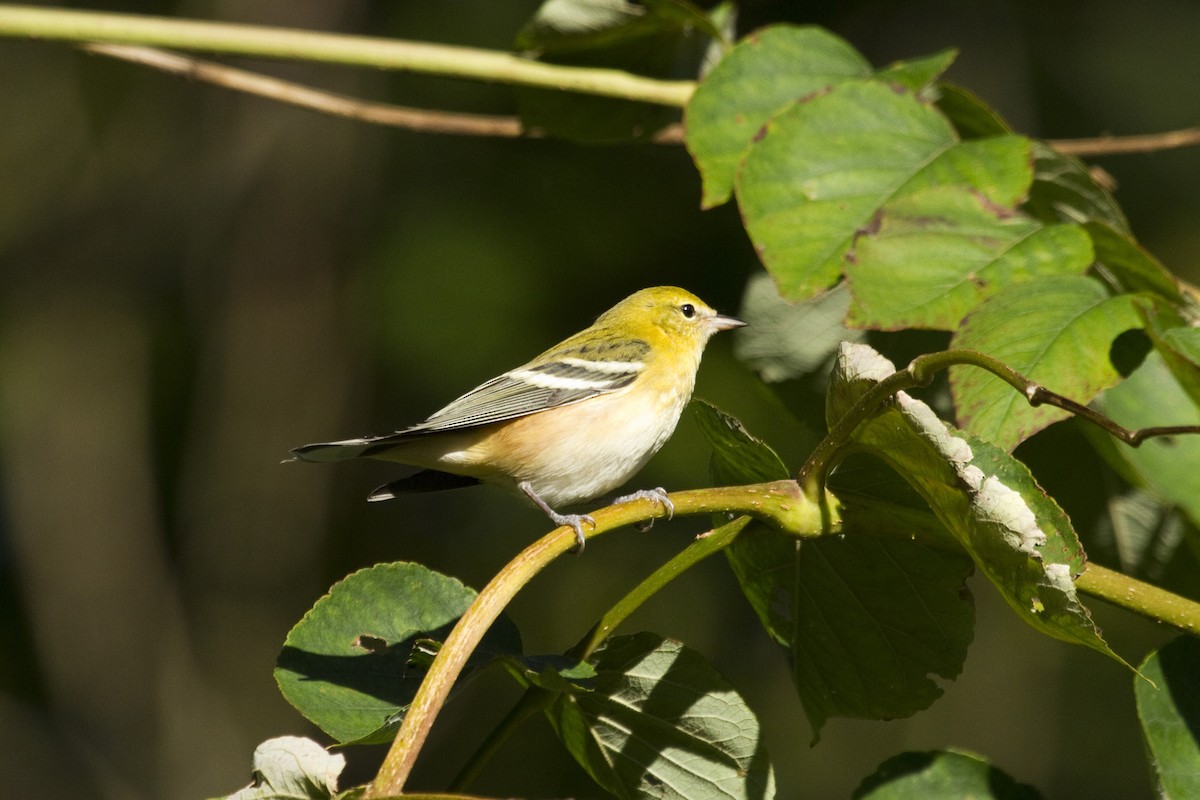 Bay-breasted Warbler - ML45913821