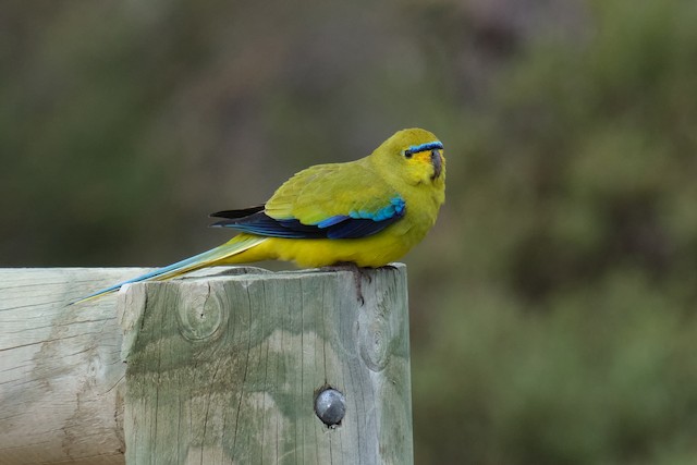 Elegant parakeet store