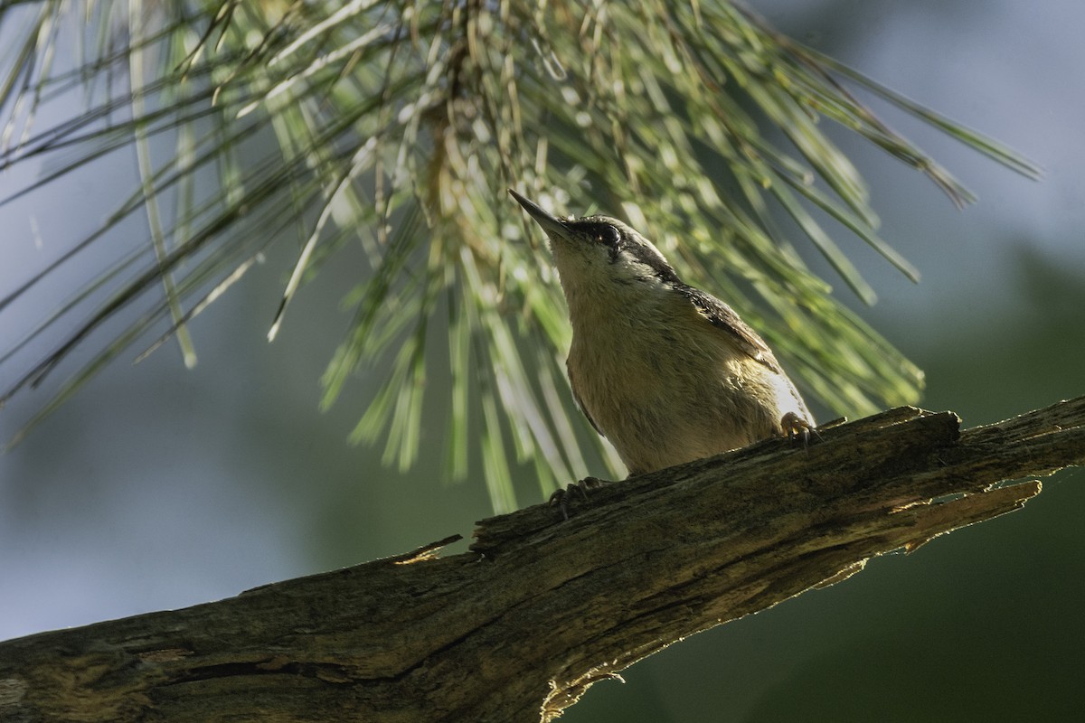 Red-breasted Nuthatch - ML459142271