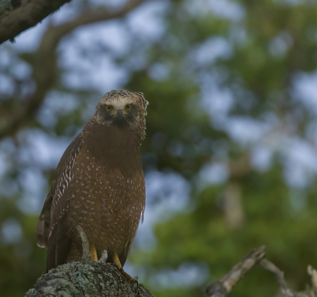 Crested Serpent-Eagle - ML459143691
