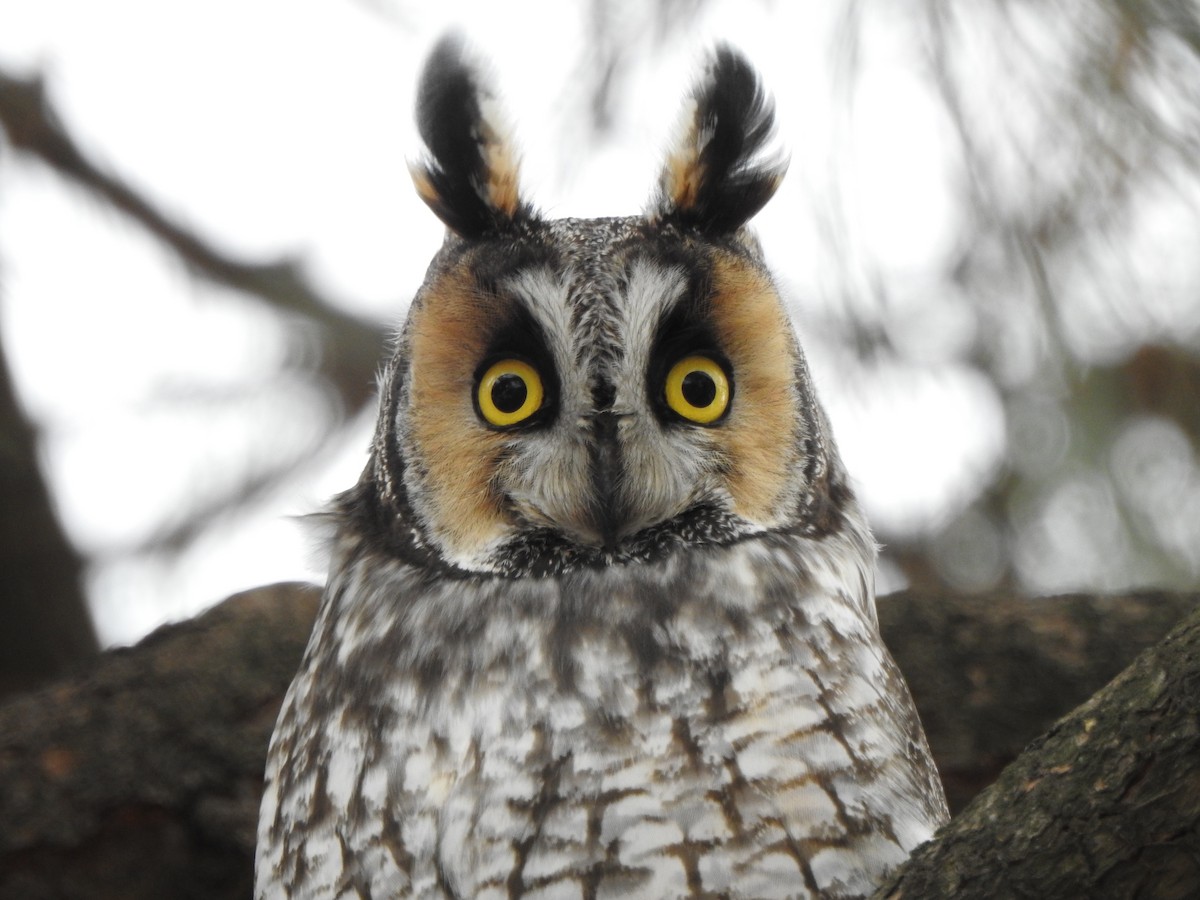 Long-eared Owl - John Hanna