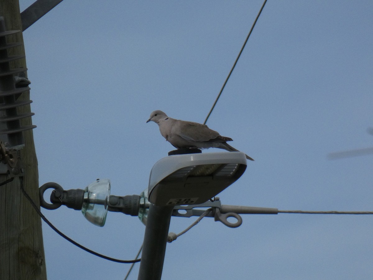 Eurasian Collared-Dove - ML459153541