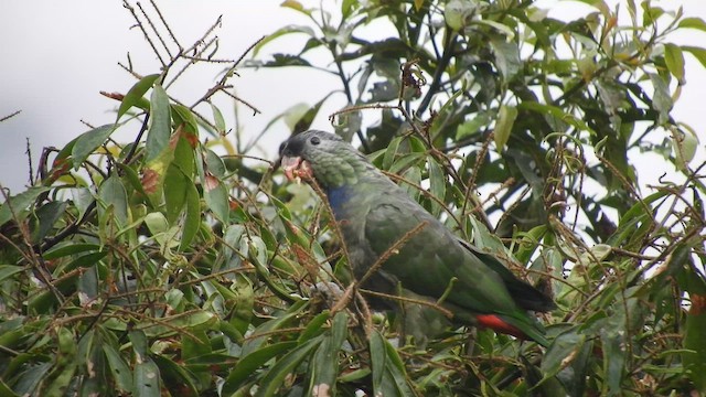 Папуга-червоногуз зеленоголовий - ML459154651