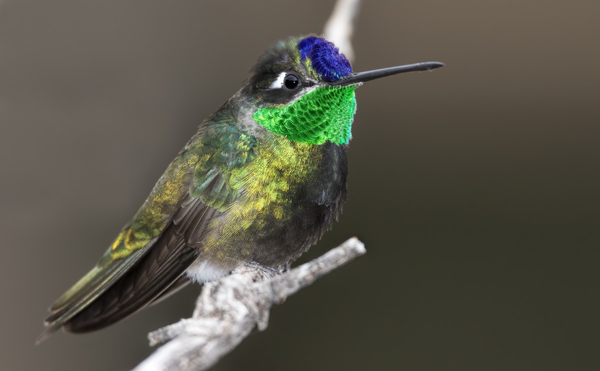 Rivoli's Hummingbird - Mark Chappell