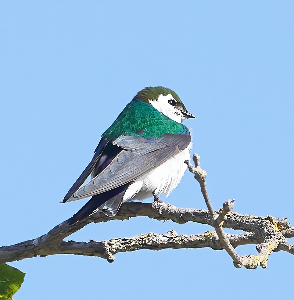 Violet-green Swallow - ML459156941