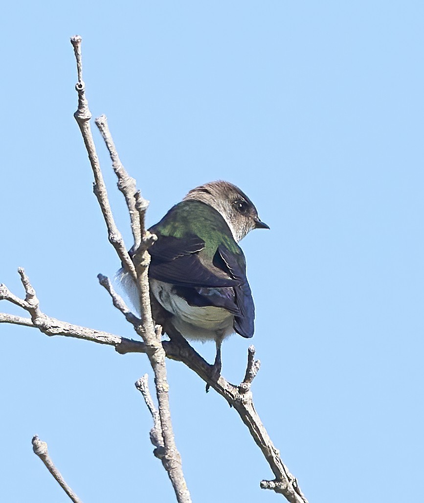 Violet-green Swallow - ML459156951