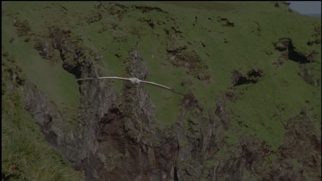 Albatros hurleur, A. de Tristan da Cunha ou A. des Antipodes - ML459158