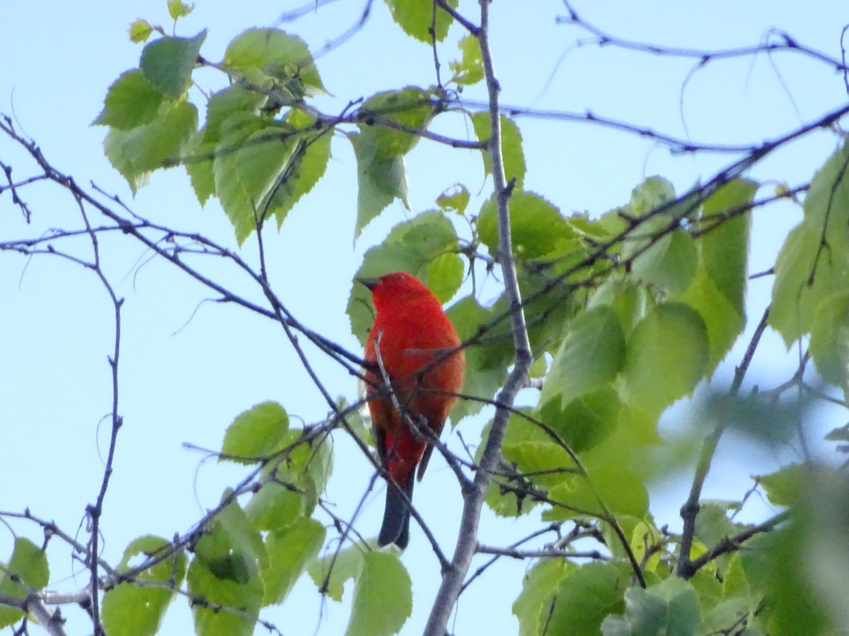 Scarlet Tanager - ML459158071