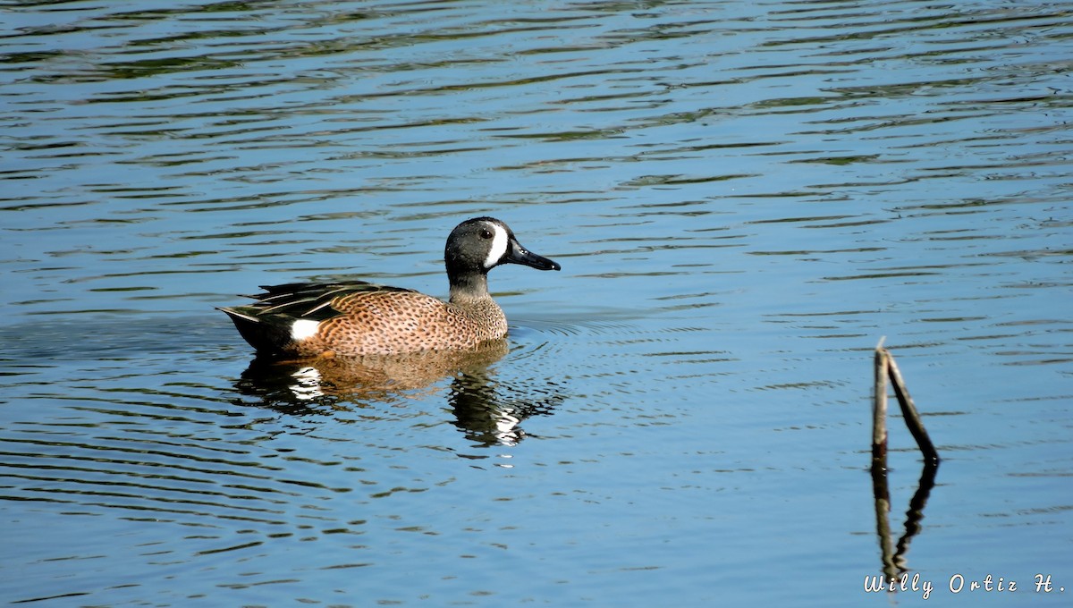 Blue-winged Teal - ML45915891