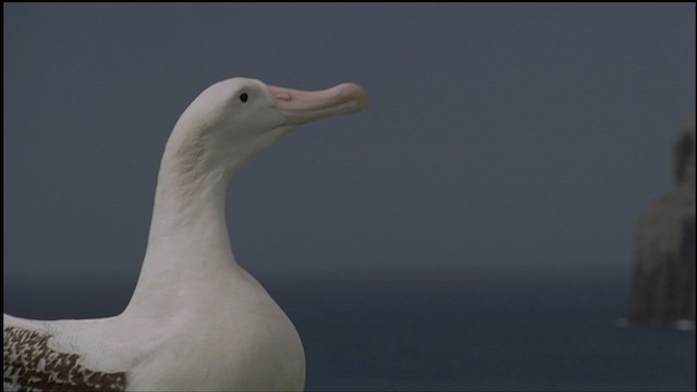 Albatros hurleur, A. de Tristan da Cunha ou A. des Antipodes - ML459161